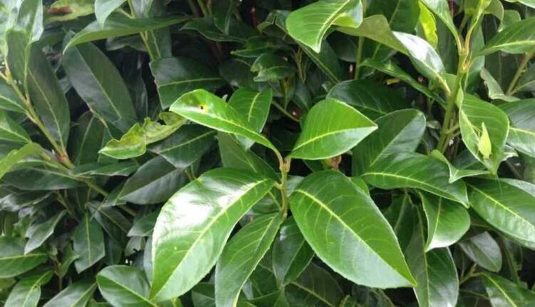What is the use of bay leaf in sports-1